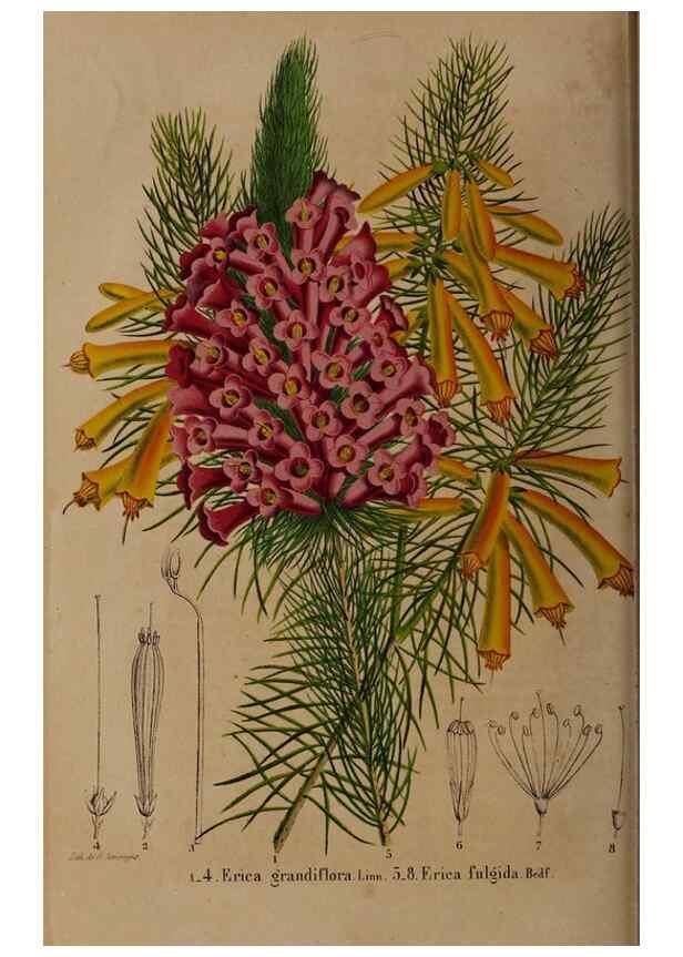 Reproducción/Reproduction 49264865542: Belgique horticole.. Liége.. 