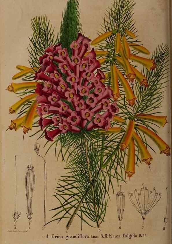Reproducción/Reproduction 49264865542: Belgique horticole.. Liége.. 