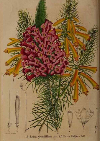 Reproducción/Reproduction 49264865542: Belgique horticole.. Liége.. 