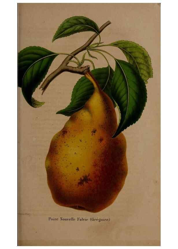 Reproducción/Reproduction 49264208803: Belgique horticole.. Liége.. 