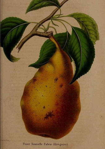 Reproducción/Reproduction 49264208803: Belgique horticole.. Liége.. 