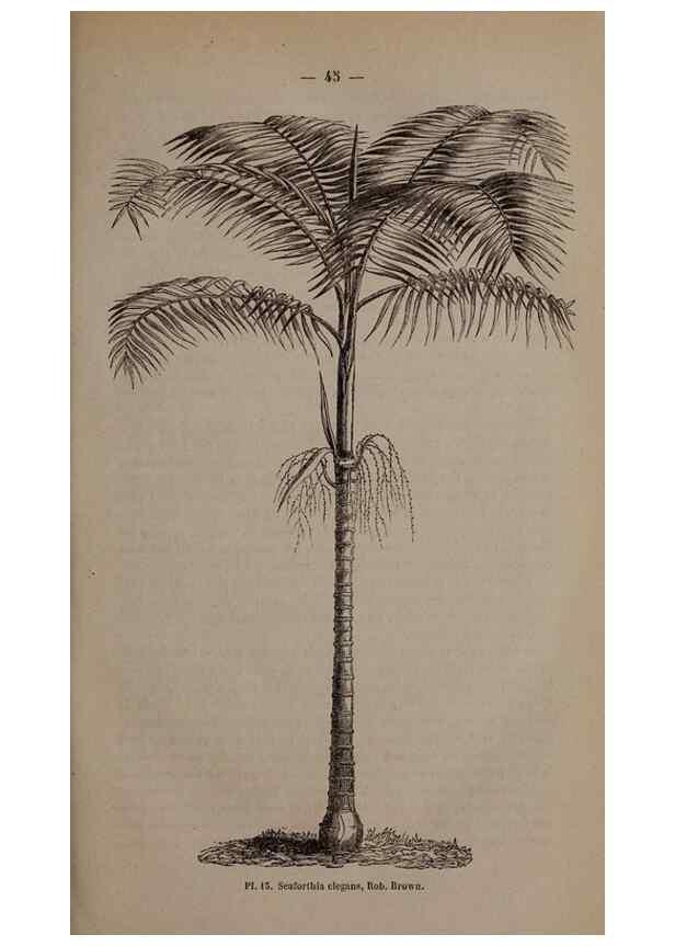 Reproducción/Reproduction 49264860487: Belgique horticole.. Liége.. 