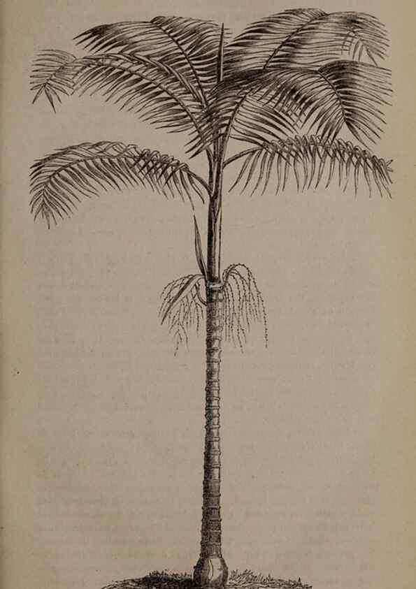 Reproducción/Reproduction 49264860487: Belgique horticole.. Liége.. 