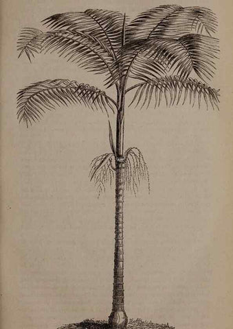 Reproducción/Reproduction 49264860487: Belgique horticole.. Liége.. 