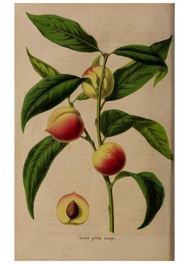 Reproducción/Reproduction 49264204383: Belgique horticole.. Liége.. 