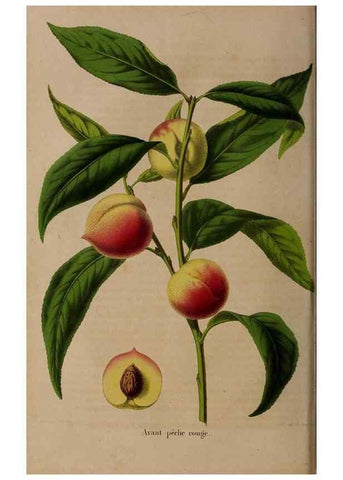 Reproducción/Reproduction 49264204383: Belgique horticole.. Liége.. 