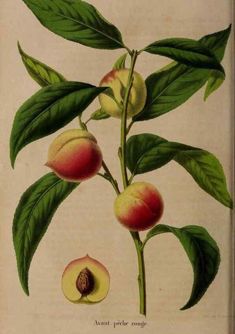 Reproducción/Reproduction 49264204383: Belgique horticole.. Liége.. 