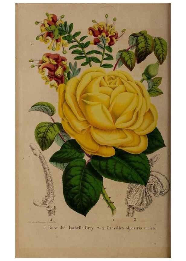 Reproducción/Reproduction 49264861072: Belgique horticole.. Liége.. 