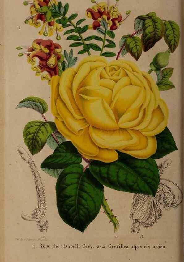 Reproducción/Reproduction 49264861072: Belgique horticole.. Liége.. 