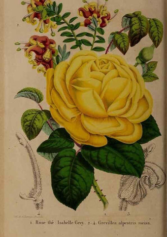 Reproducción/Reproduction 49264861072: Belgique horticole.. Liége.. 