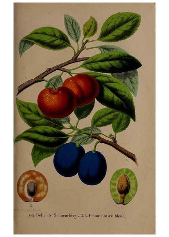 Reproducción/Reproduction 49264668416: Belgique horticole.. Liége.. 