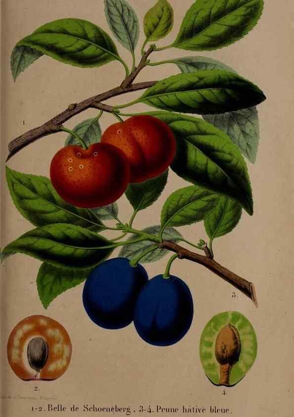 Reproducción/Reproduction 49264668416: Belgique horticole.. Liége.. 