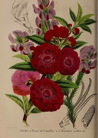 Reproducción/Reproduction 49264861672: Belgique horticole.. Liége.. 
