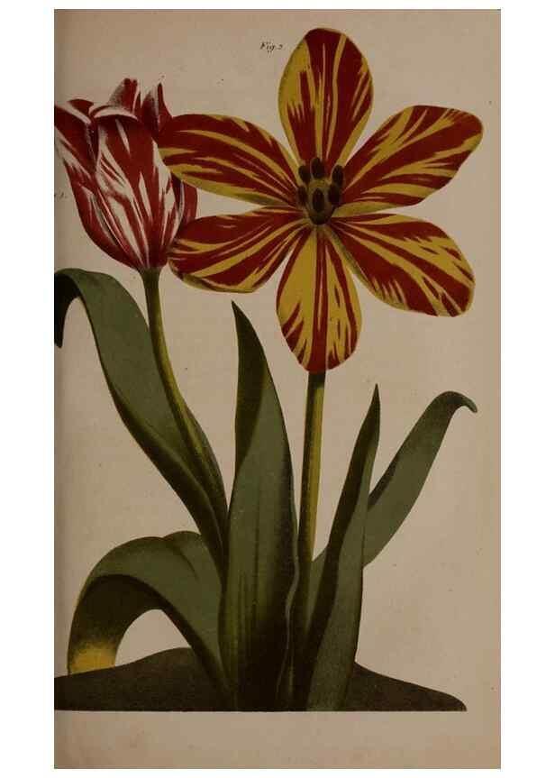 Reproducción/Reproduction 49264669011: Belgique horticole.. Liége.. 