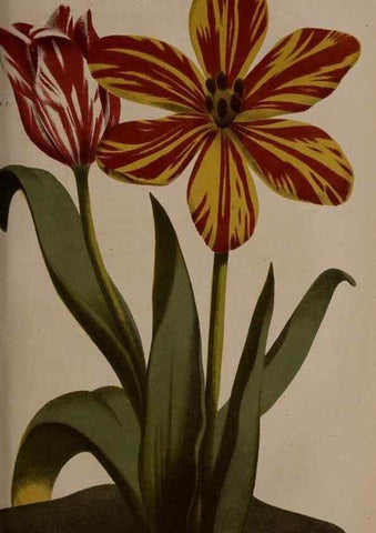 Reproducción/Reproduction 49264669011: Belgique horticole.. Liége.. 