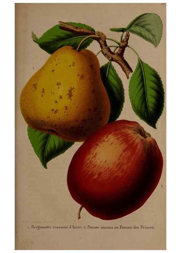 Reproducción/Reproduction 49264862272: Belgique horticole.. Liége.. 