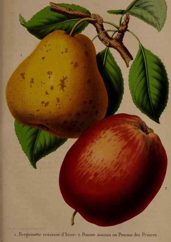Reproducción/Reproduction 49264862272: Belgique horticole.. Liége.. 