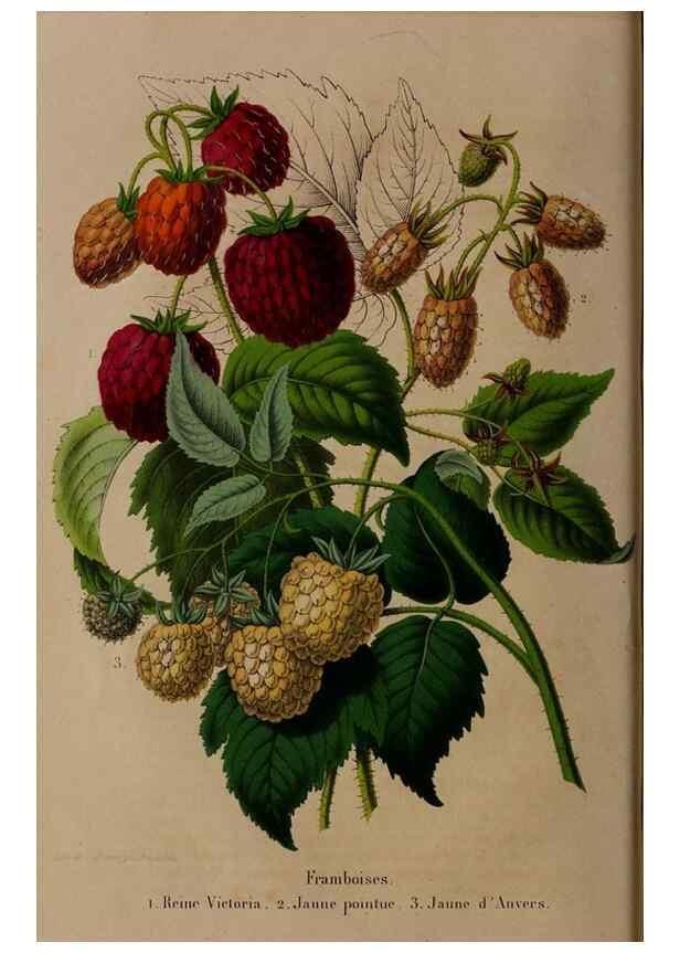 Reproducción/Reproduction 49264203358: Belgique horticole.. Liége.. 