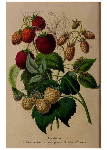 Reproducción/Reproduction 49264203358: Belgique horticole.. Liége.. 