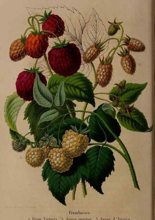 Reproducción/Reproduction 49264203358: Belgique horticole.. Liége.. 