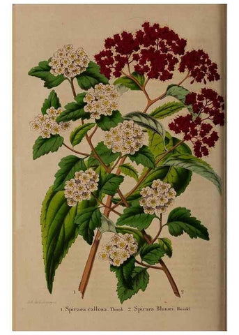 Reproducción/Reproduction 49264862557: Belgique horticole.. Liége.. 