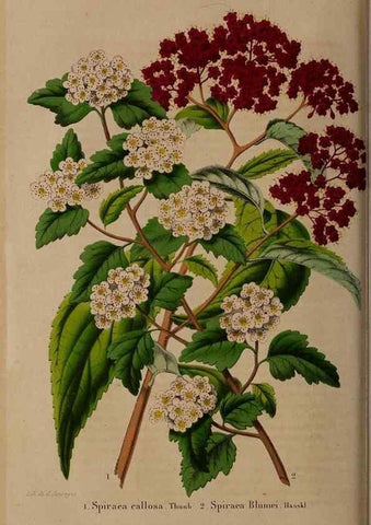 Reproducción/Reproduction 49264862557: Belgique horticole.. Liége.. 