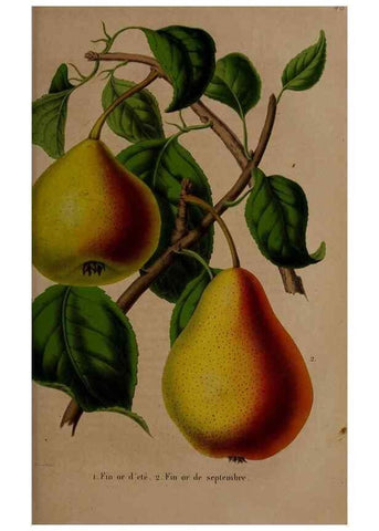 Reproducción/Reproduction 49264670231: Belgique horticole.. Liége.. 