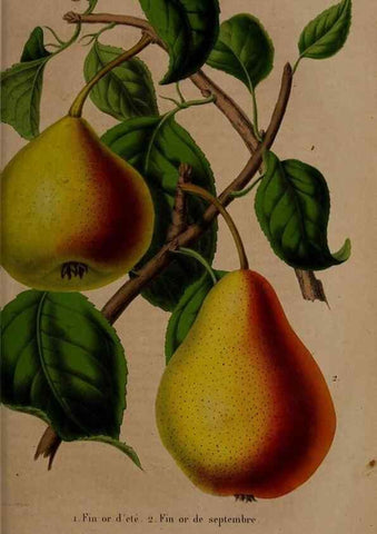 Reproducción/Reproduction 49264670231: Belgique horticole.. Liége.. 