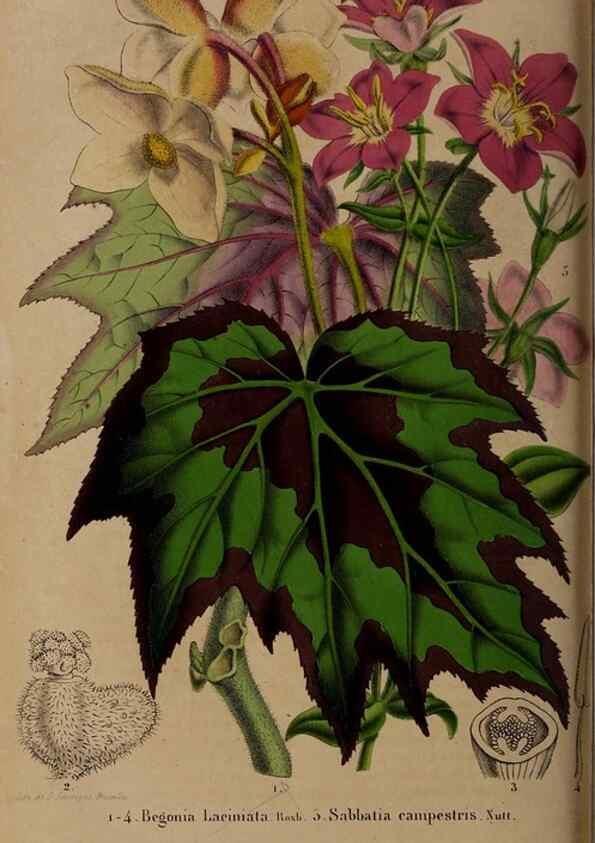 Reproducción/Reproduction 49264670471: Belgique horticole.. Liége.. 