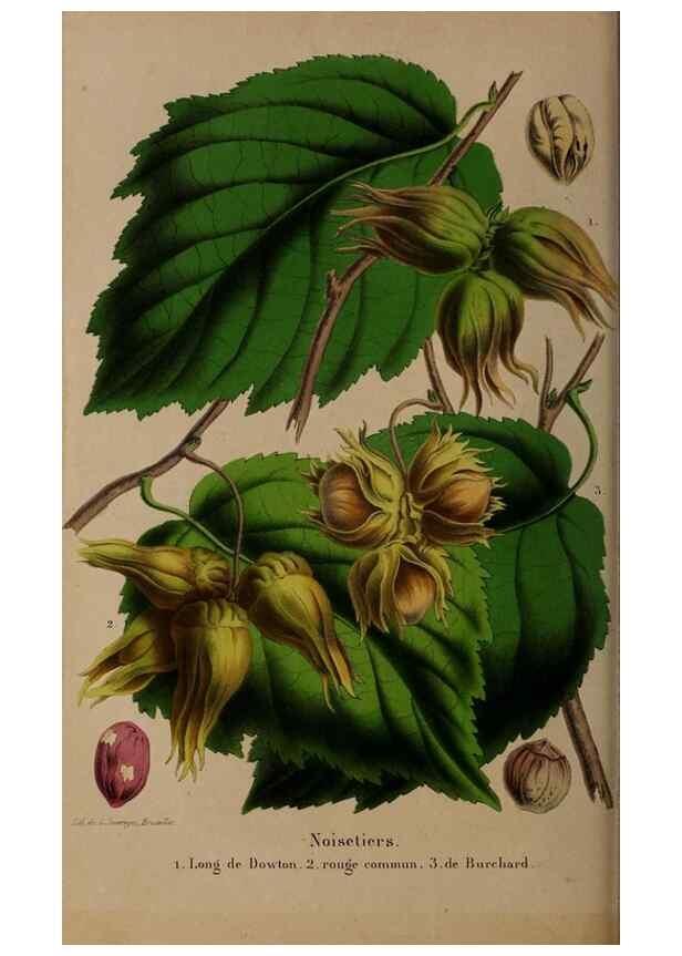 Reproducción/Reproduction 49264670721: Belgique horticole.. Liége.. 