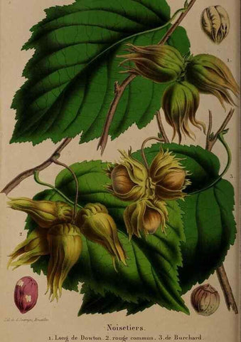 Reproducción/Reproduction 49264670721: Belgique horticole.. Liége.. 