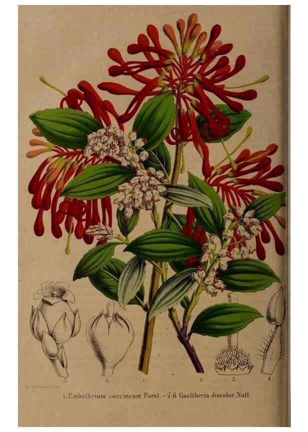 Reproducción/Reproduction 49264207473: Belgique horticole.. Liége.. 