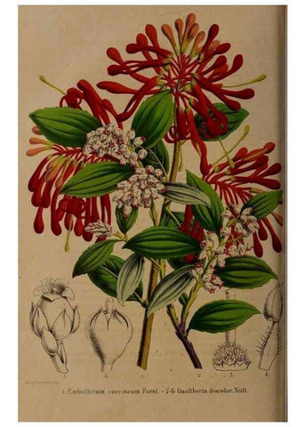 Reproducción/Reproduction 49264207473: Belgique horticole.. Liége.. 