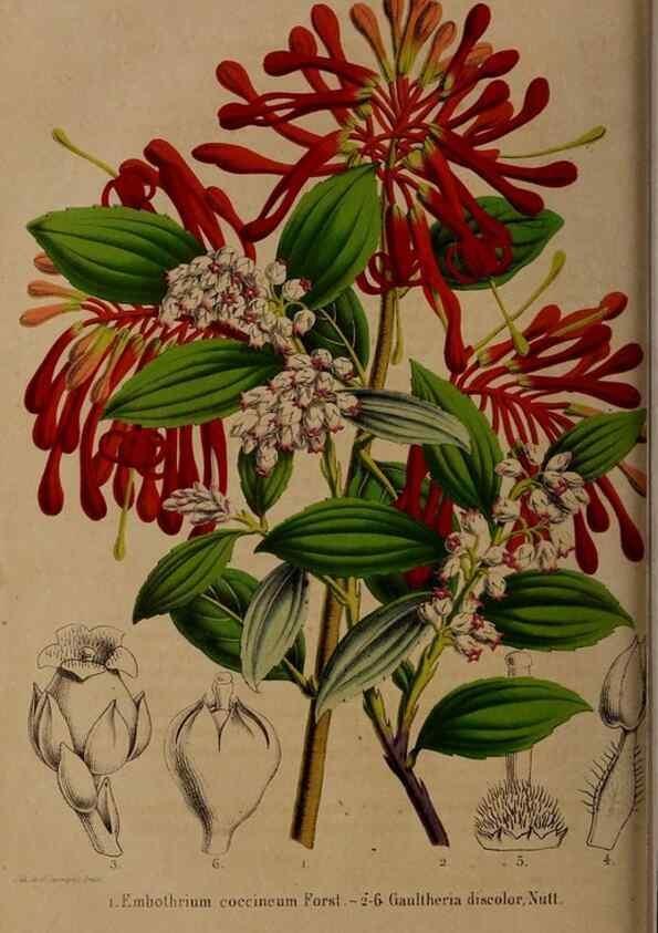 Reproducción/Reproduction 49264207473: Belgique horticole.. Liége.. 