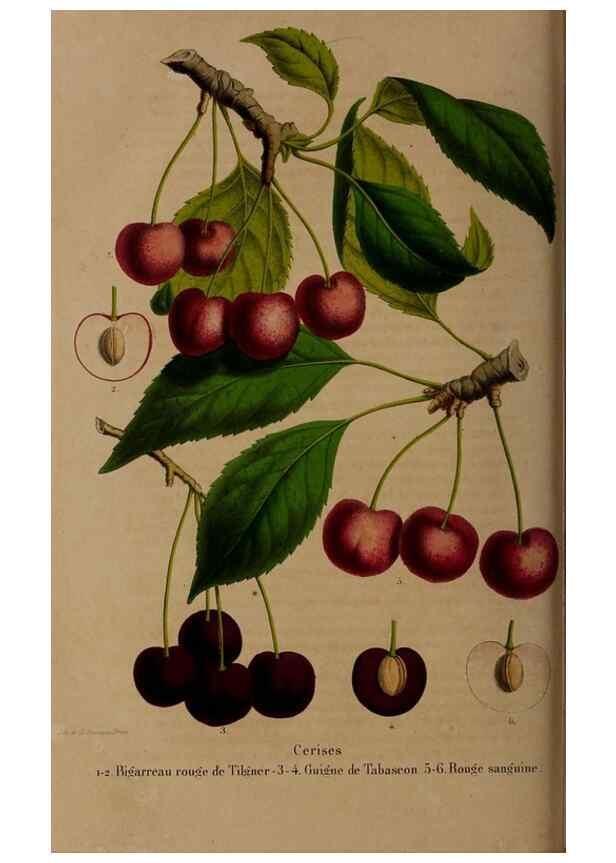 Reproducción/Reproduction 49264208063: Belgique horticole.. Liége.. 