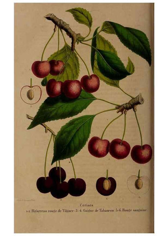 Reproducción/Reproduction 49264208063: Belgique horticole.. Liége.. 