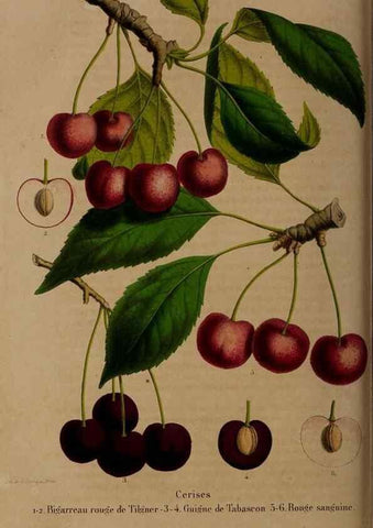 Reproducción/Reproduction 49264208063: Belgique horticole.. Liége.. 