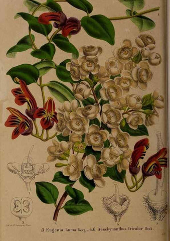 Reproducción/Reproduction 49264208433: Belgique horticole.. Liége.. 