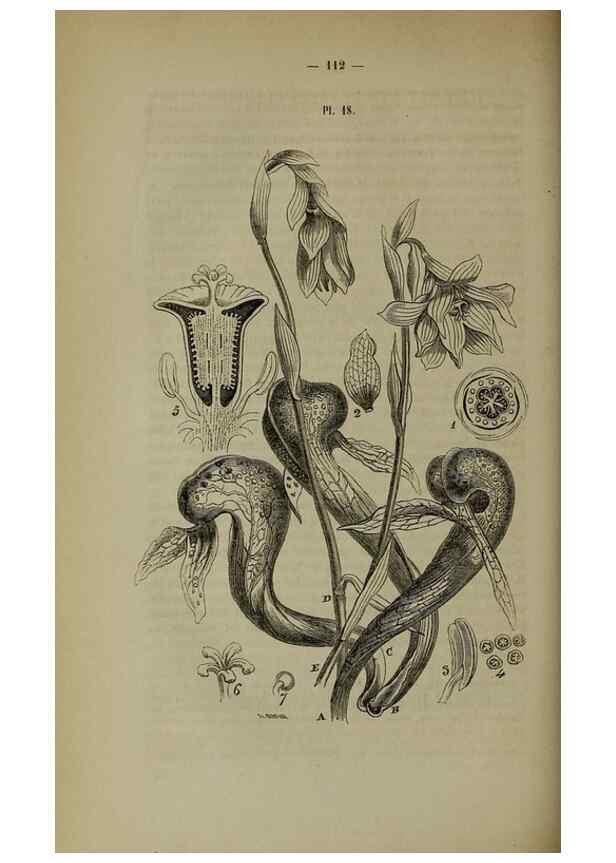 Reproducción/Reproduction 49264685553: Belgique horticole.. Liége.. 