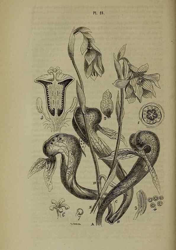 Reproducción/Reproduction 49264685553: Belgique horticole.. Liége.. 