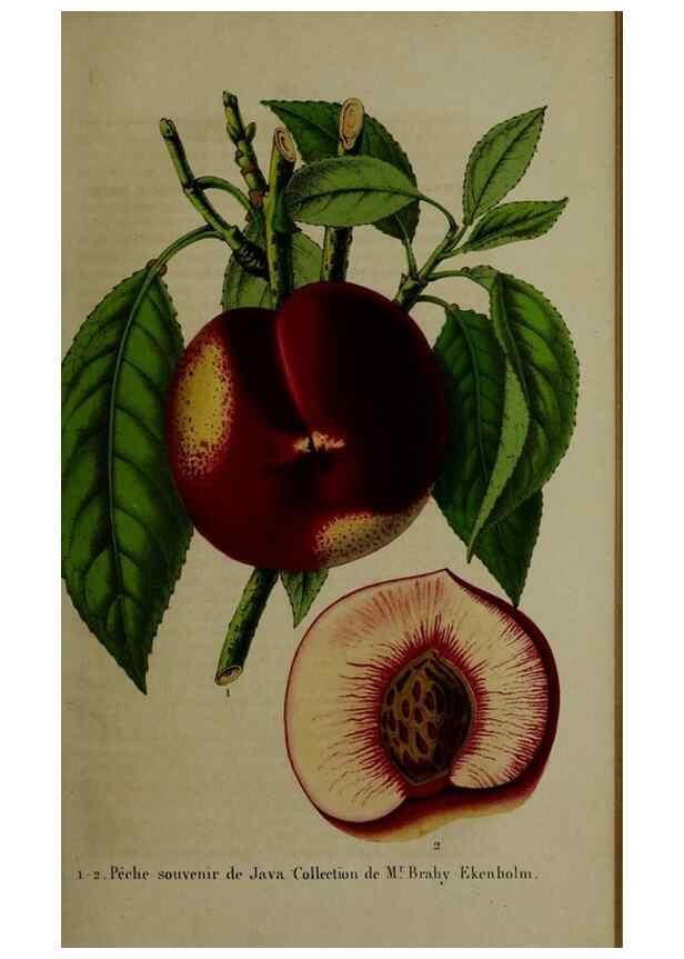 Reproducción/Reproduction 49264685858: Belgique horticole.. Liége.. 