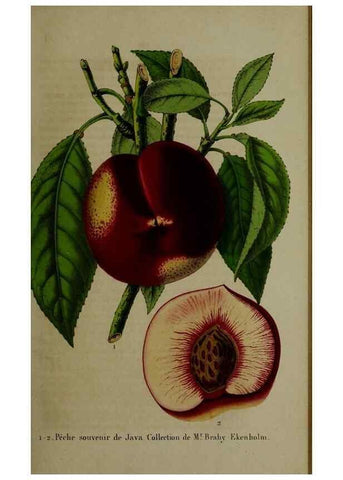 Reproducción/Reproduction 49264685858: Belgique horticole.. Liége.. 