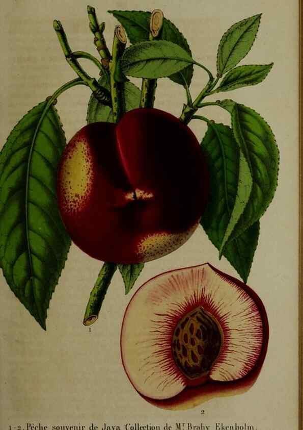 Reproducción/Reproduction 49264685858: Belgique horticole.. Liége.. 
