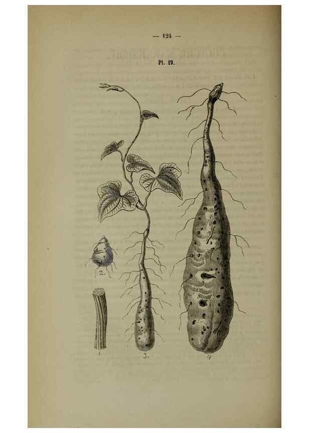 Reproducción/Reproduction 49264686123: Belgique horticole.. Liége.. 