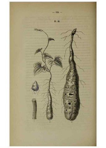 Reproducción/Reproduction 49264686123: Belgique horticole.. Liége.. 