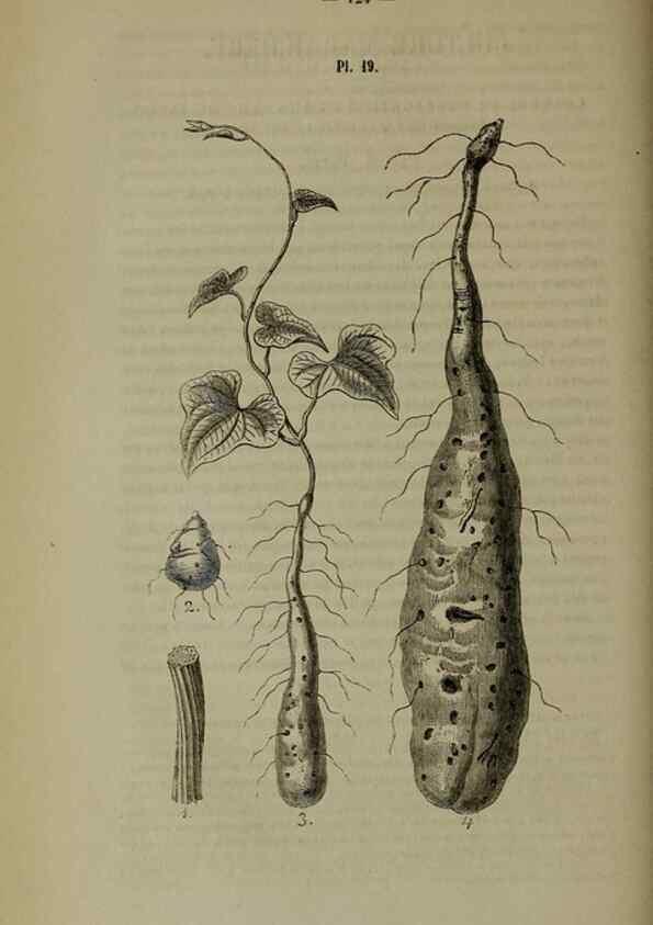 Reproducción/Reproduction 49264686123: Belgique horticole.. Liége.. 