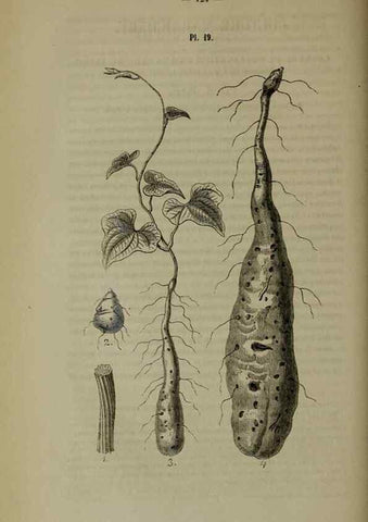 Reproducción/Reproduction 49264686123: Belgique horticole.. Liége.. 
