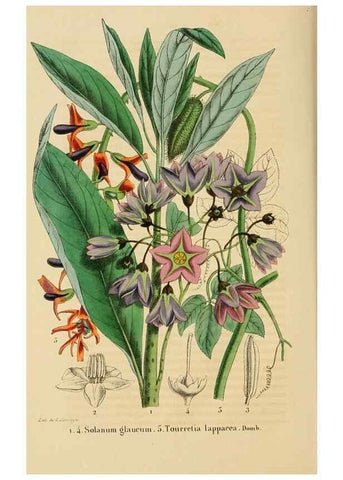 Reproducción/Reproduction 49268983821: Belgique horticole.. Liége.. 
