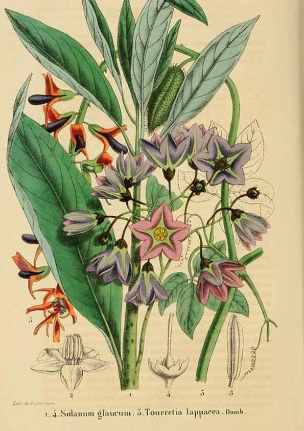 Reproducción/Reproduction 49268983821: Belgique horticole.. Liége.. 