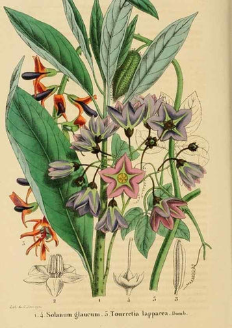 Reproducción/Reproduction 49268983821: Belgique horticole.. Liége.. 